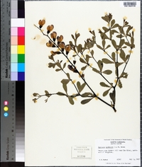 Baptisia australis image