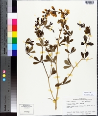 Baptisia alba image