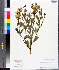 Baptisia sphaerocarpa image