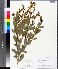 Baptisia sphaerocarpa image