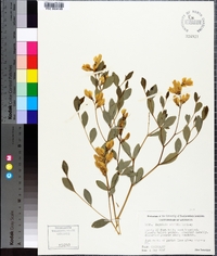 Baptisia sphaerocarpa image