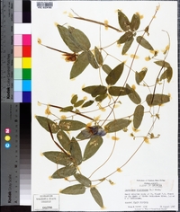 Centrosema virginianum image