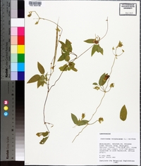 Centrosema virginianum image