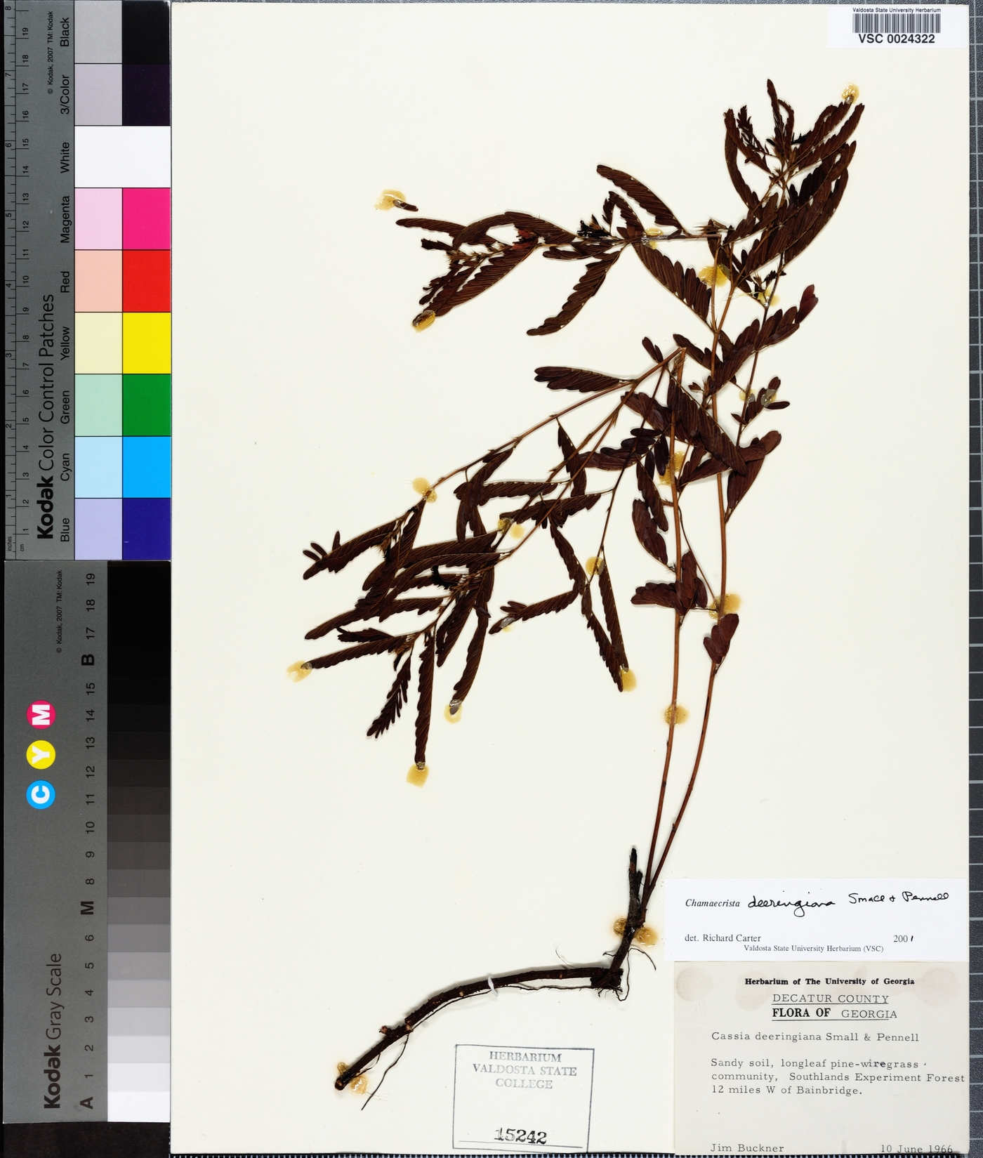 Chamaecrista deeringiana image