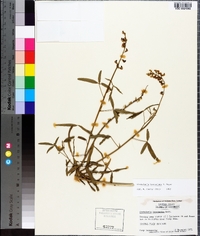 Crotalaria brevidens image