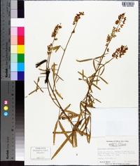 Crotalaria lanceolata image