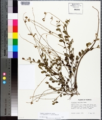 Crotalaria rotundifolia image
