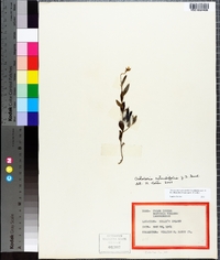 Crotalaria rotundifolia image