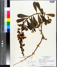 Crotalaria spectabilis image