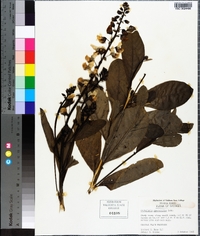 Crotalaria spectabilis image