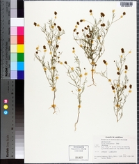 Dalea filiformis image