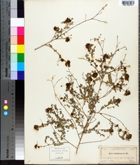 Dalea domingensis image
