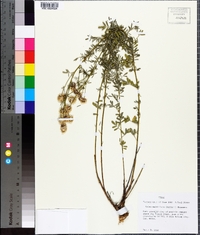 Dalea multiflora image