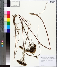 Dalea pinnata image