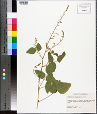 Desmodium canescens image