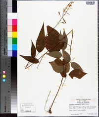 Desmodium cuspidatum image