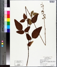 Desmodium fernaldii image