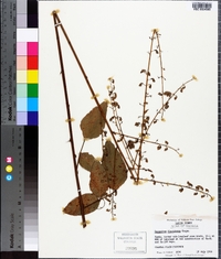 Desmodium floridanum image