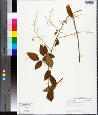 Desmodium glabellum image