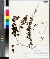 Desmodium lineatum image