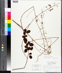 Desmodium lineatum image