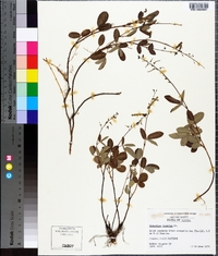 Desmodium lineatum image