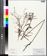 Desmodium tenuifolium image