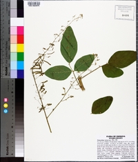 Desmodium tortuosum image