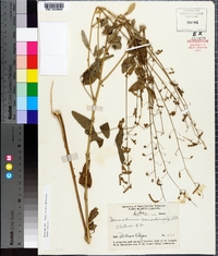 Desmodium canadense image