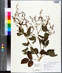 Desmodium canadense image