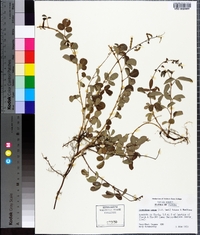 Desmodium incanum image