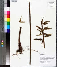 Desmodium sessilifolium image