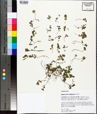 Desmodium triflorum image