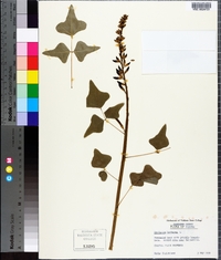 Erythrina herbacea image