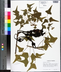 Erythrina herbacea image