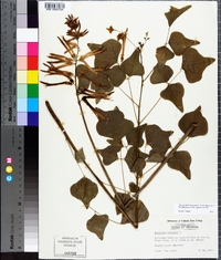 Erythrina herbacea image