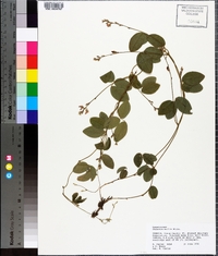 Galactia mollis image
