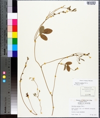 Galactia mollis image