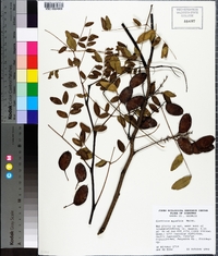 Gleditsia aquatica image