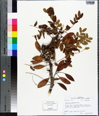 Gleditsia aquatica image