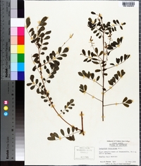 Indigofera caroliniana image