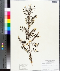 Indigofera caroliniana image