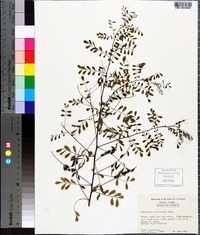 Indigofera caroliniana image