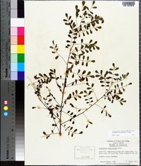 Indigofera caroliniana image