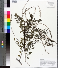 Indigofera caroliniana image