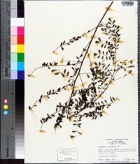 Indigofera caroliniana image