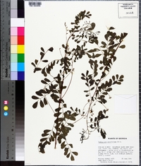 Indigofera caroliniana image