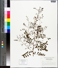 Indigofera caroliniana image