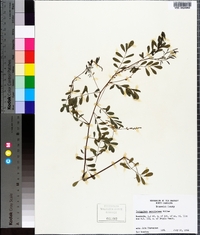 Indigofera caroliniana image