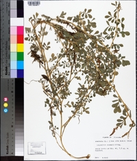 Indigofera miniata image